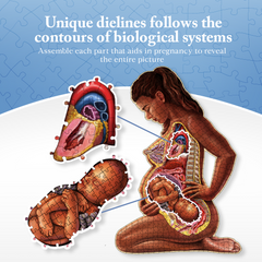 Pregnant Mother Anatomy Jigsaw Puzzle | 488-Piece Science Accurate Adult Puzzle | Educational and Entertaining 3ft x 2ft Poster Size Puzzle | Ideal Gift for Mothers, Educators & Medical Professionals