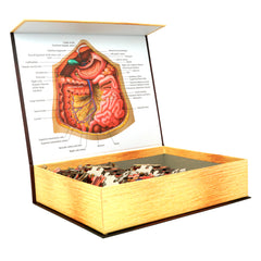 Anatomy Jigsaw Puzzle: Abdomen