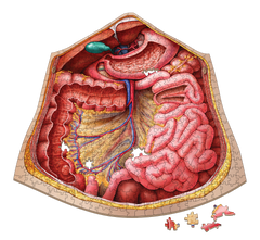 Anatomy Jigsaw Puzzle: Abdomen