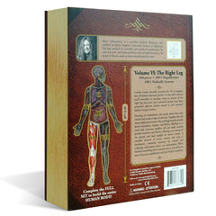 Right Leg Anatomy Jigsaw Puzzle | Dr Livingston's Unique Shaped Science Puzzles, Accurate Medical Illustrations of the Body, Thighs, Knees, Calves and Feet