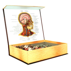 Bundle - Human Anatomy Jigsaw Puzzle Set of Head, Thorax and Abdomen