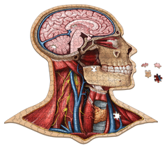 Anatomy Jigsaw Puzzle: Head