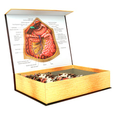 Bundle - Human Anatomy Jigsaw Puzzle Set of Head, Thorax and Abdomen