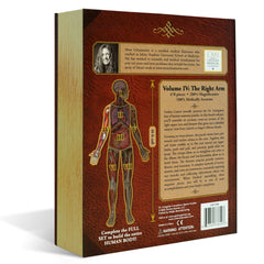Right Arm Anatomy Jigsaw Puzzle | Dr Livingston's Unique Shaped Science Puzzles, Accurate Medical Illustrations of the Body, Biceps, Elbow, Wrists and Hands