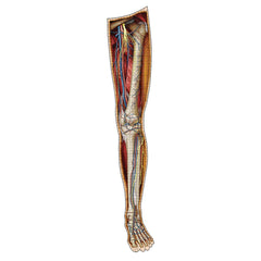 Left Leg Anatomy Jigsaw Puzzle | Dr Livingston's Unique Shaped Science Puzzles, Accurate Medical Illustrations of the Body, Thighs, Knees, Calves and Feet
