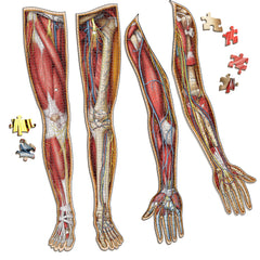 Bundle - Human Anatomy Jigsaw Puzzle Set of Left and Right Legs and Arms