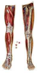 Bundle - Human Anatomy Jigsaw Puzzle Set of Left and Right Legs and Arms