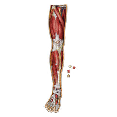 Right Leg Anatomy Jigsaw Puzzle | Dr Livingston's Unique Shaped Science Puzzles, Accurate Medical Illustrations of the Body, Thighs, Knees, Calves and Feet
